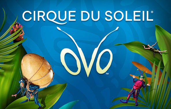 More Info for OVO – a buzzing Cirque du Soleil spectacular – is coming to Hartford!